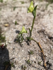 Disperis cucullata