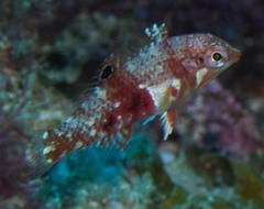 Halichoeres nebulosus