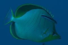 Chaetodon xanthocephalus