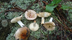 Russula cistoadelpha