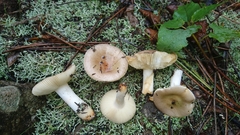 Russula cistoadelpha