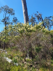 Melaleuca systena