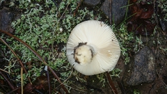 Russula cistoadelpha