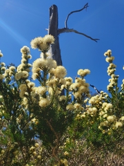 Melaleuca systena