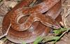 Cape House Snake - Photo (c) Alex Rebelo, some rights reserved (CC BY-NC), uploaded by Alex Rebelo