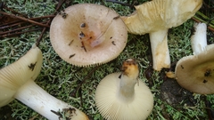 Russula cistoadelpha