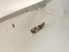 Notocelia trimaculana