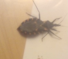 Triatoma sanguisuga