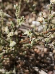 Erica xeranthemifolia