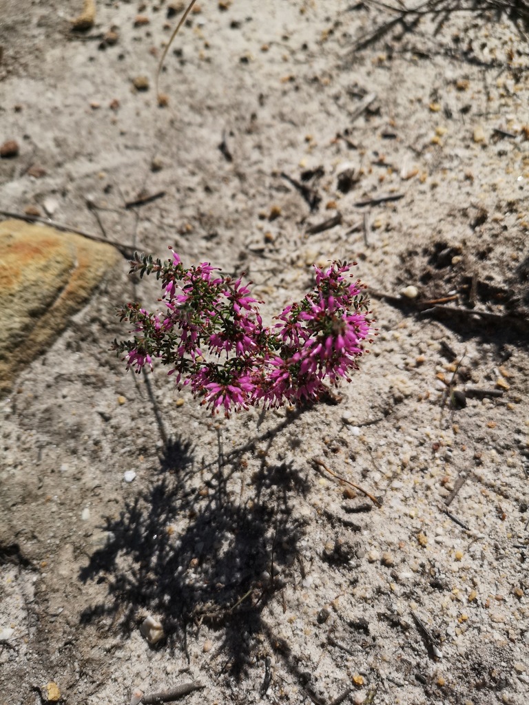 Tiny-leaf Heath