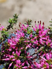 Erica paucifolia