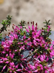 Erica paucifolia