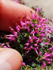 Erica paucifolia