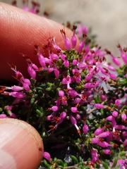 Erica paucifolia