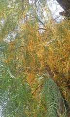 Cuscuta tinctoria