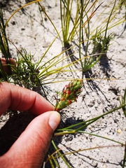Disa pygmaea