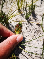 Disa pygmaea