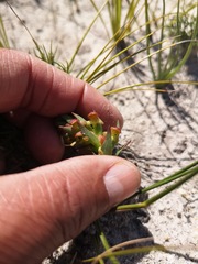 Disa pygmaea