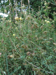 Medicago