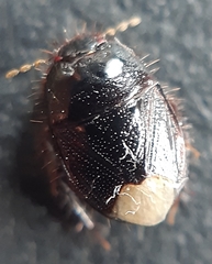 Microporus nigrita