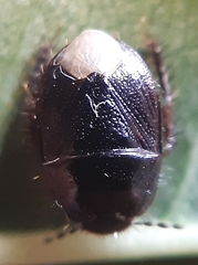 Microporus nigrita
