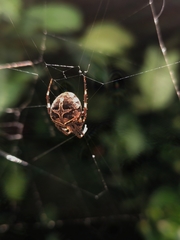 Araneidae