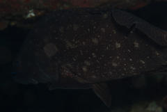 Epinephelus coeruleopunctatus