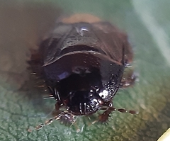 Microporus nigrita