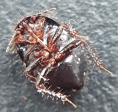 Microporus nigrita