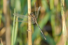 Orthetrum sabina
