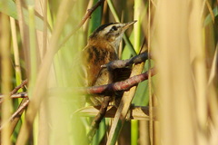 Acrocephalus melanopogon