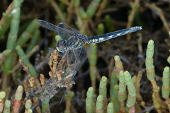 Diplacodes lefebvrii