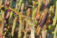 Brachythemis fuscopalliata