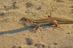 Ophisops elegans basoglui