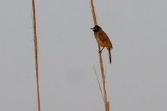 Pycnonotus xanthopygos