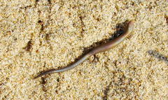 Panaspis wahlbergii