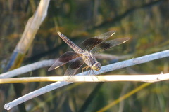 Brachythemis fuscopalliata