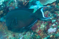 Acanthurus tennentii