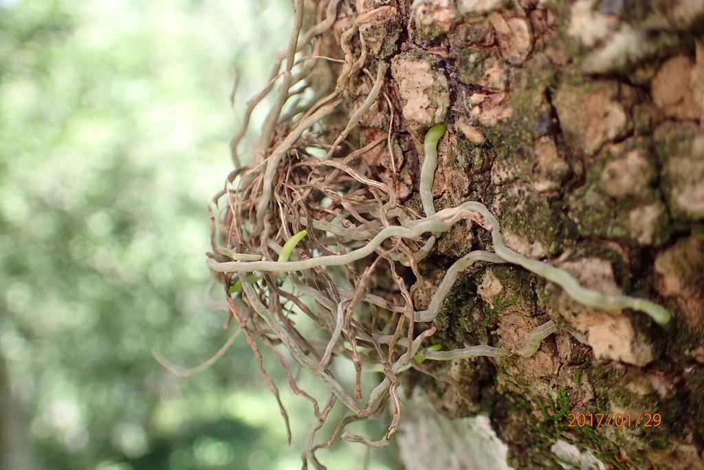 Mystacidium gracile