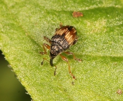 Nanophyes marmoratus