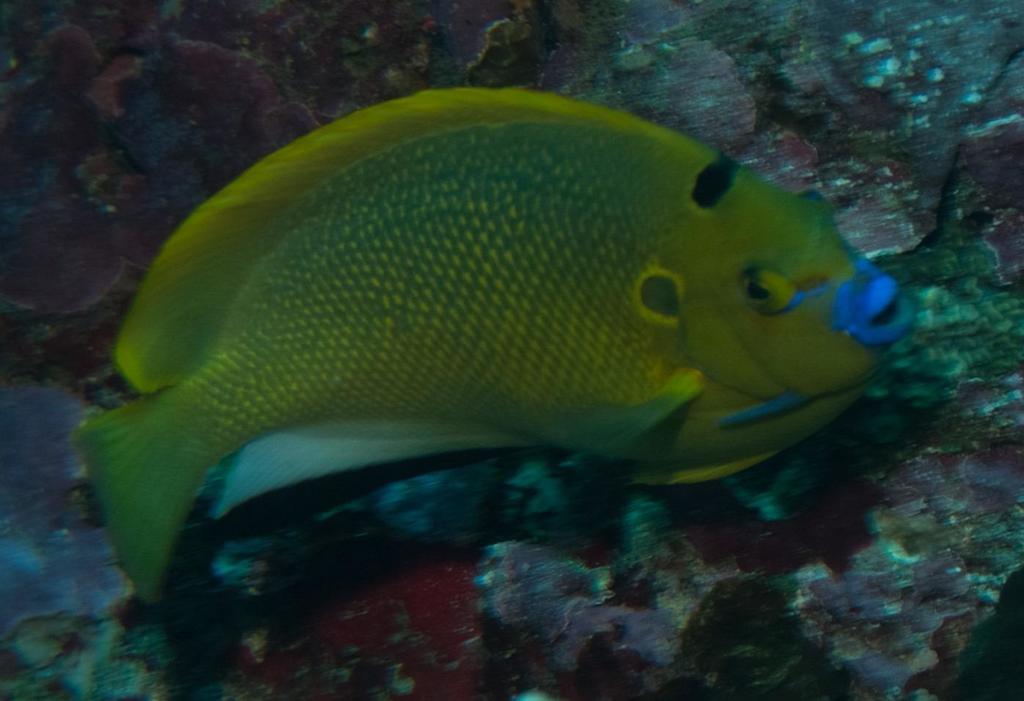 Threespot Angelfish