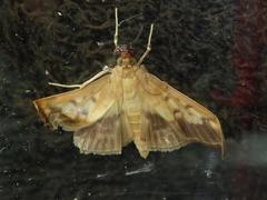 Syllepte sellalis