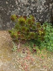 Aeonium arboreum