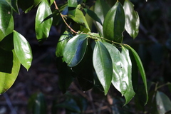 Cryptocarya laevigata