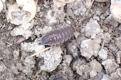 Porcellio ornatus