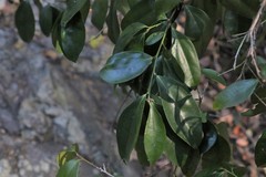 Cryptocarya laevigata