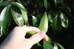 Cryptocarya laevigata
