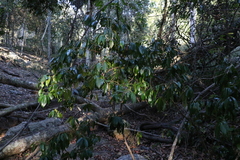 Cryptocarya laevigata
