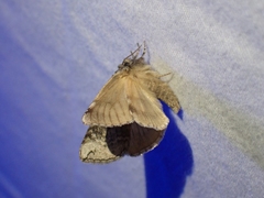 Euthyatira semicircularis