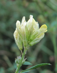 Medicago